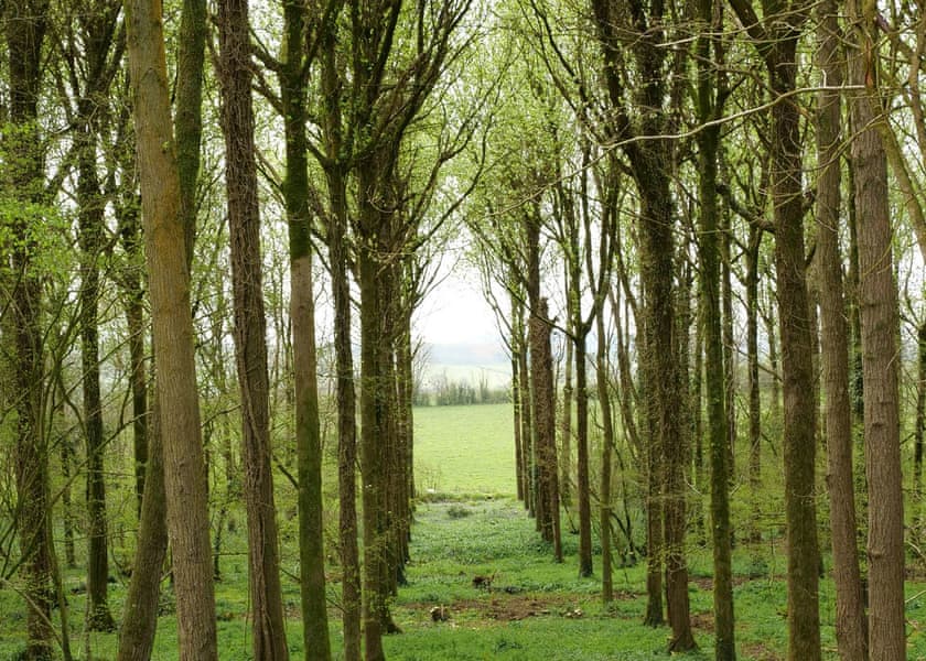 Bluebell Ridge - Peckmoor Farm Lodges, Crewkerne